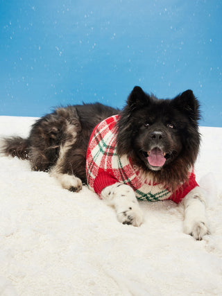 Sudadera Estampada Colección Navidad para Mascotas