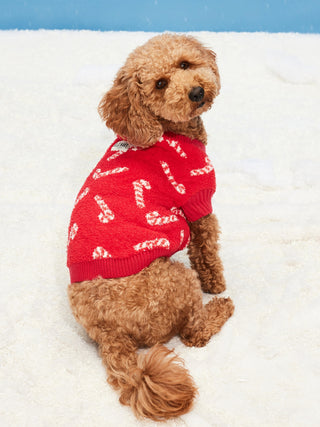Sudadera Estampada Colección Navidad para Mascotas